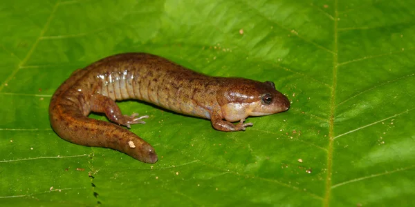 Dusky Salamander (sydlig conanti) — Stockfoto