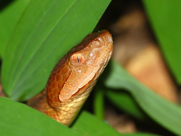 Cobra-de-cobre (Agkistrodon contortrix ) — Fotografia de Stock