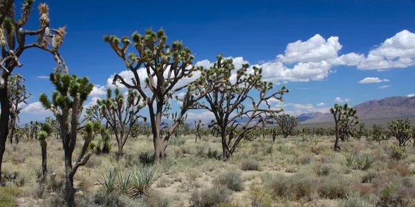 Joshua Árboles en el desierto de Mojave — Foto de Stock