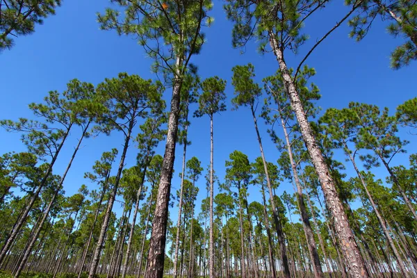 Pine Flatwoods - Florida — Stock Photo, Image