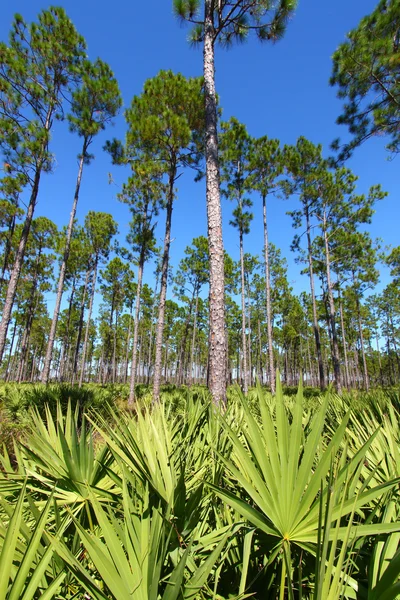Сосна Flatwoods - Флорида — стокове фото
