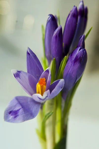 stock image Сrocus branch