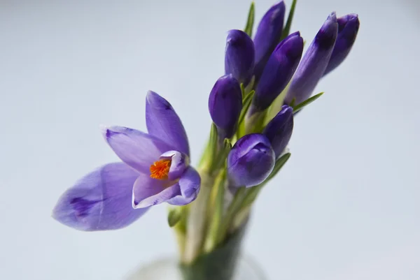 stock image Сrocus branch