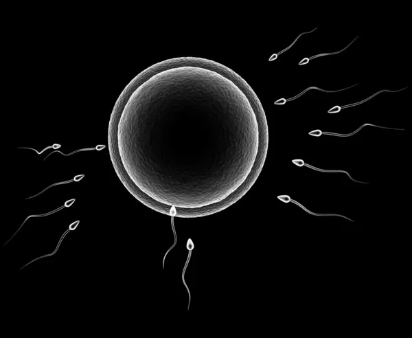 Sperm cells — Stock Photo, Image