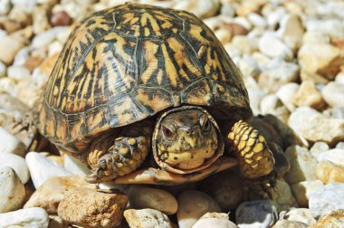 Turtle With Red Eyes on Rocks clipart