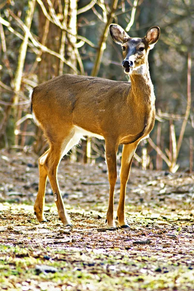 Un ciervo alerta en el bosque — Foto de Stock