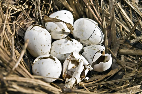 stock image Bird Nest Full of Eggs.