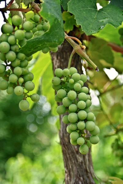 Stock image Grapes on the Vine