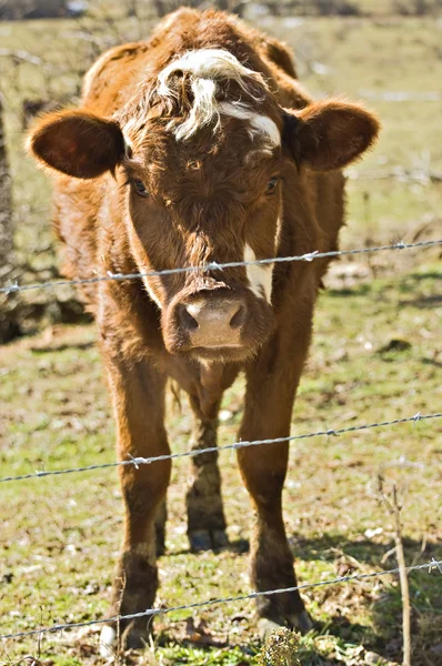 목초지에서 소를 키우다 — 스톡 사진