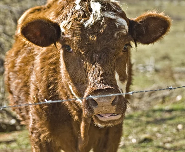 Une Vache Curieuse Avec Langue Qui Sort — Photo