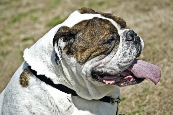 Cute Bulldog — Stock Photo, Image