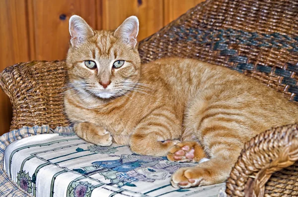 Оранжевая полосатая кошка — стоковое фото