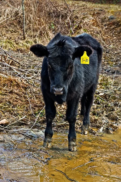Kráva se značkou — Stock fotografie