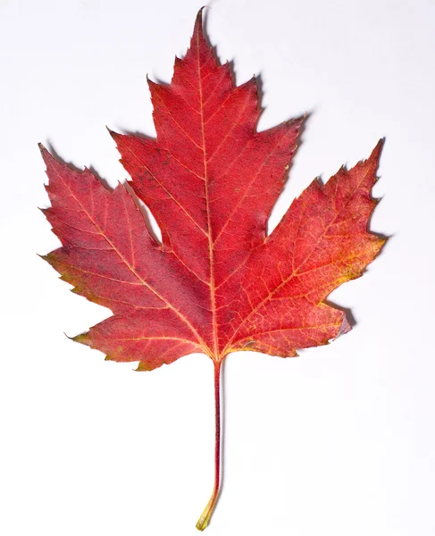 stock image Leaf