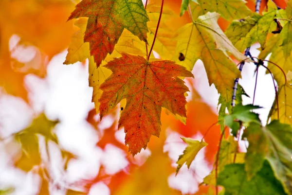 Stock image Autumn foliage