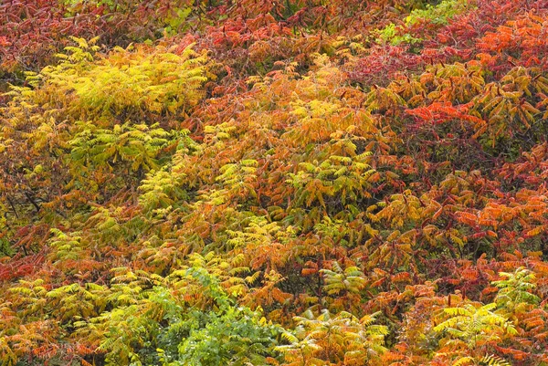 stock image Autumn foliage