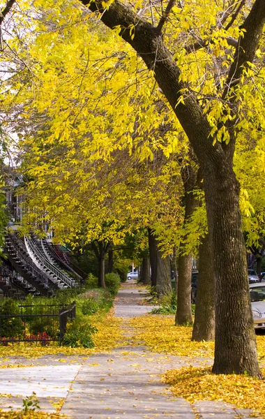 stock image Autumn