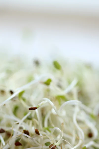 Alfalfa — Foto de Stock