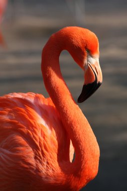 Flamingo clipart