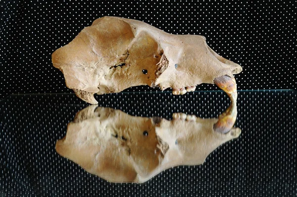 Skull of a cave brown bear on a smooth surface — Stock Photo, Image