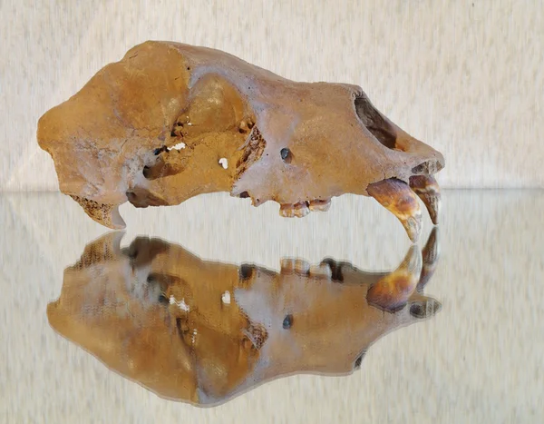 滑らかな表面上の洞窟のヒグマの頭蓋骨 — ストック写真