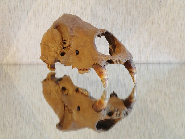 Schädel eines Höhlenbraunen Bären auf glatter Oberfläche — Stockfoto