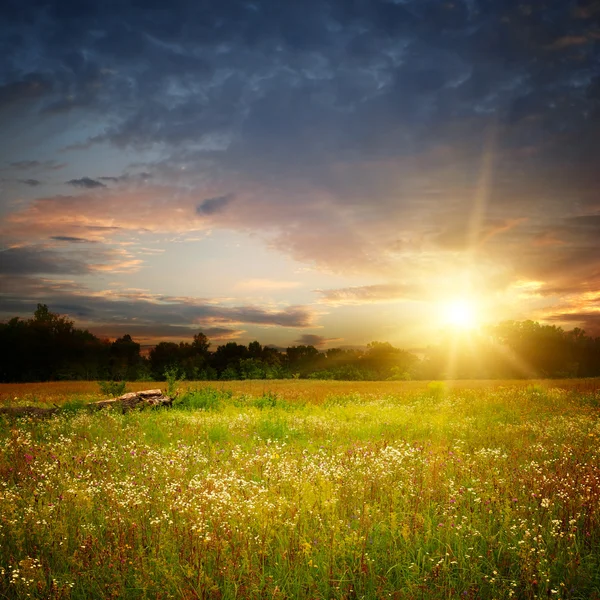 stock image Camomile field and sunset