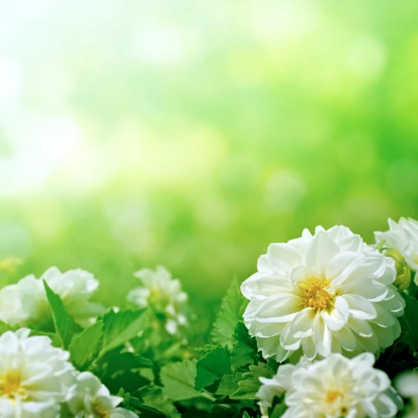 Witte bloemen op groen — Stockfoto
