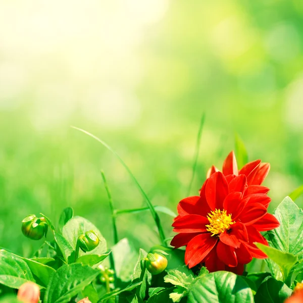 Красный цветок с зелеными бутонами — стоковое фото