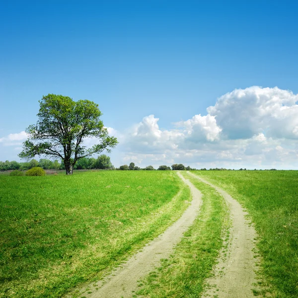 Estrada de terra e árvore no horizonte — Fotografia de Stock