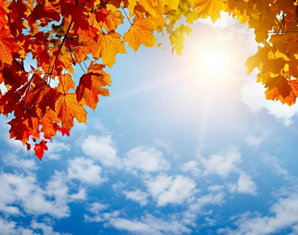 Autumn yellow leaves in sun rays — Stock Photo, Image