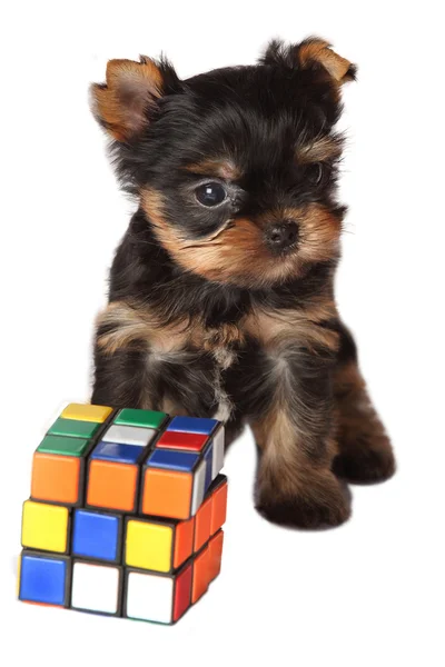 Yorkshire terrier pappy mit rubik 's cube — Stockfoto