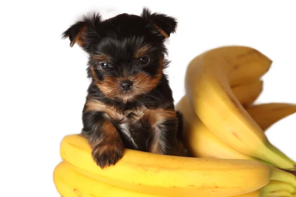 Dog with bananas isolated on white — Stock Photo, Image