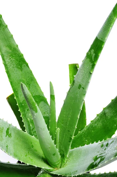 Aloe — Stock fotografie