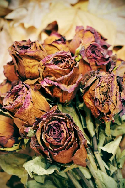 Rosas secas — Foto de Stock