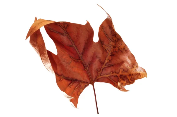 Осіннє листя — Zdjęcie stockowe