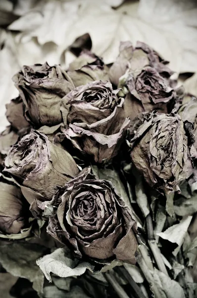 Suszone róże — Zdjęcie stockowe