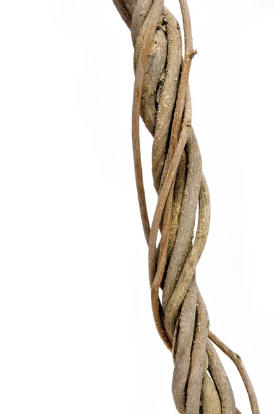 Twisted roots — Stock Photo, Image