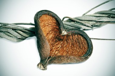 Heart-shaped shell clipart