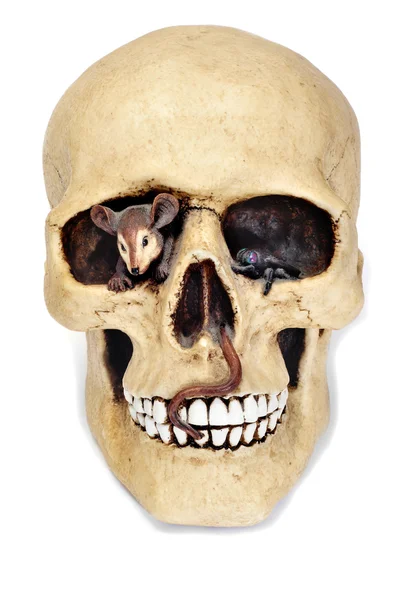 Le crâne d'Halloween — Photo