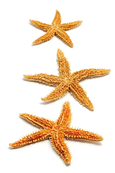Starfishes — Stock fotografie