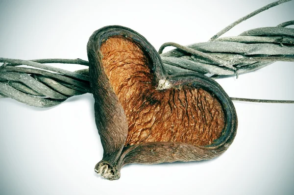 Κέλυφος σε σχήμα καρδιάς — Φωτογραφία Αρχείου