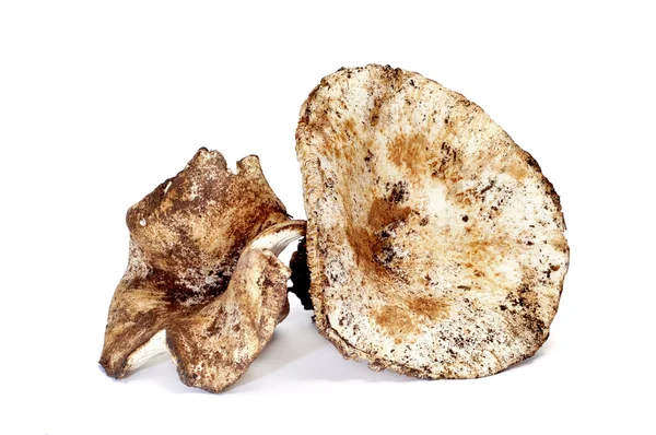 Mléčně Bílá brittlegill houby — Stock fotografie