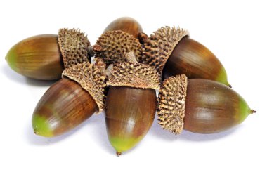 Acorns clipart