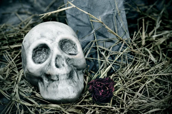 O crânio do Halloween — Fotografia de Stock