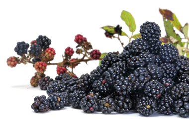 Blackberries clipart