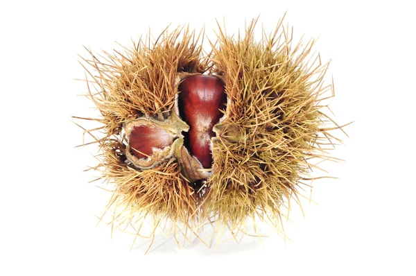 Some Chestnuts — Stock Photo, Image