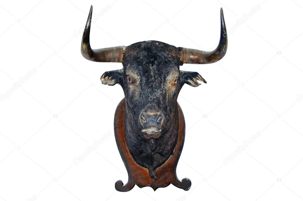 Stuffed bull's head
