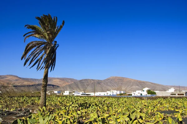 Lanzarote, 카나리아 제도, 스페인 — 스톡 사진