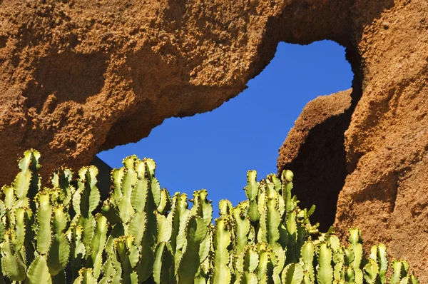 Close-up van een stapel van cactus — Stockfoto